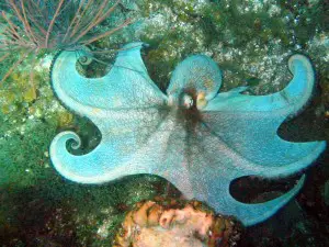 caribbean reef octopus facts for kids