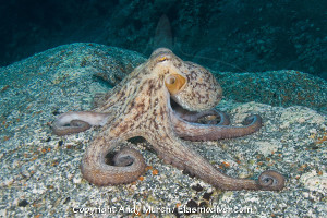 Common Octopus facts for kids