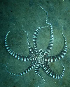 mimic octopus facts for kids