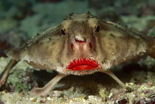 red-lipped-batfish-facts-for-kids.jpg