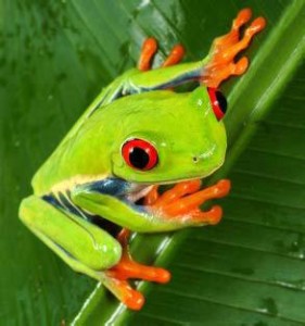 Red-Eyed Tree Frog Facts For Kids