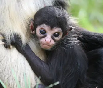 baby spider monkey facts