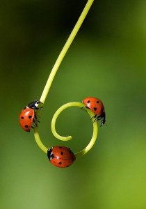 facts about ladybugs