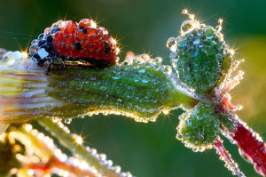 facts about ladybugs for kids