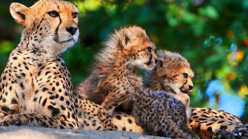 facts about cheetahs for kids