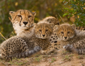 cheetah facts for kids first