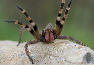 amazing brazilian wandering spider facts for kids