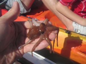 atlantic pygmy octopus facts for kids