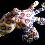 blue ringed octopus facts for kids
