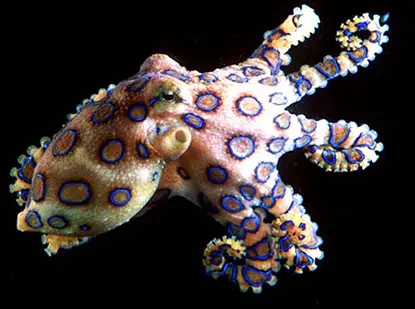 blue ringed octopus facts for kids