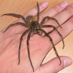 brazilian wandering spider facts for kids