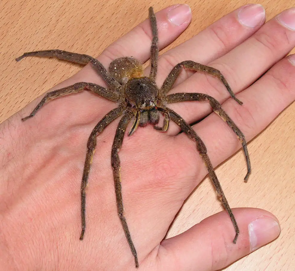 brazilian wandering spider facts for kids