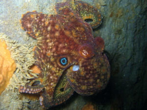 california two spot octopus facts for kids