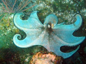 caribbean reef octopus facts for kids