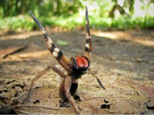 facts about brazilian wandering spider for kids