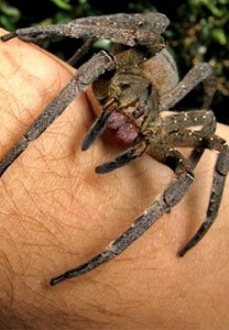 fun facts about brazilian wandering spider for kids