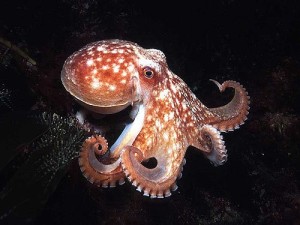 interesting facts about octopus for kids