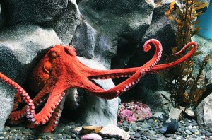 northern pacific giant octopus facts for kids