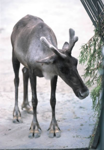 reindeer facts for kids hooves