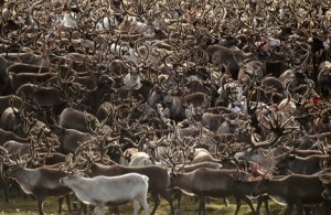 reindeer facts for kids migration