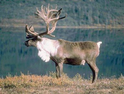 Reindeer Facts For Kids Interesting Facts About Reindeer