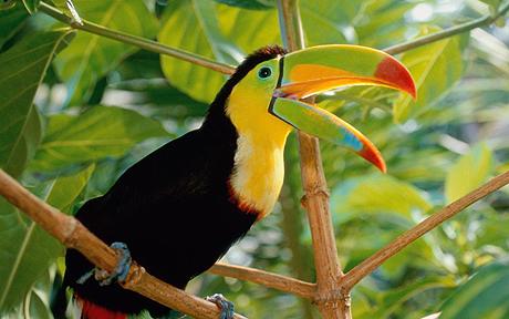 Toucan Facts For Kids