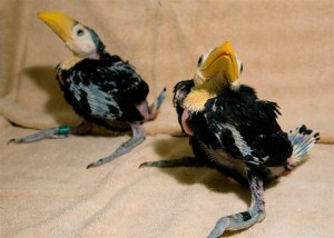 baby toucans facts for kids
