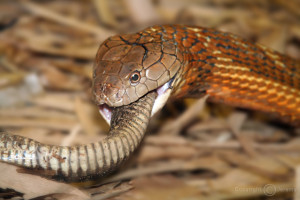 interesting facts about king cobras