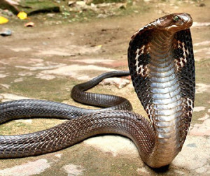 king cobra facts for kids