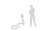 king cobra facts for kids size
