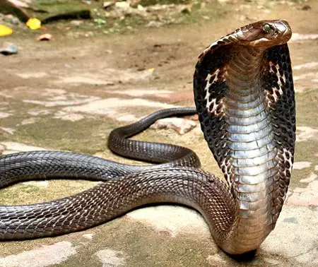 king cobra facts for kids