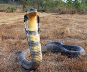 king cobra images