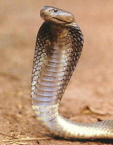 king cobra pictures