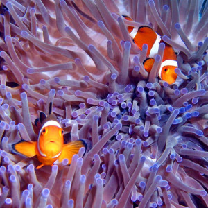 the great barrier reef facts for kids clown fish
