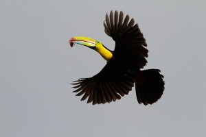 toucan flying photo