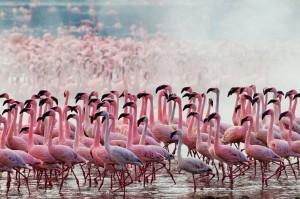 flamingos facts for kids