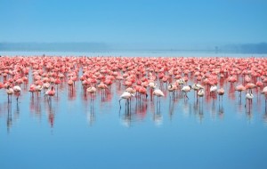 flocks of flamingo