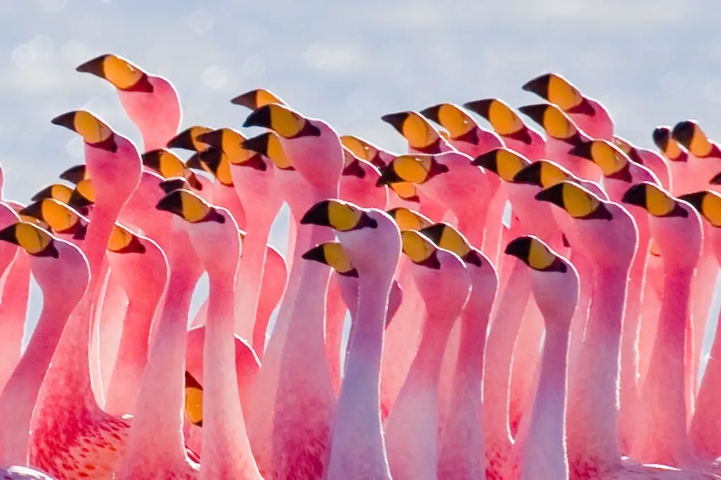 fun flamingo facts for kids