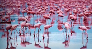 interesting facts about flamingos for kids