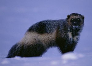 interesting facts about wolverines for kids
