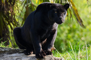 black panther photos