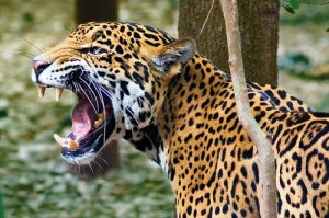 fun jaguar facts for kids