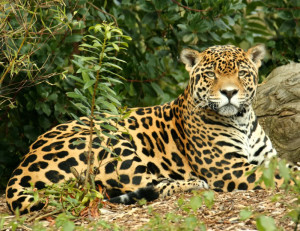 jaguar photos for kids