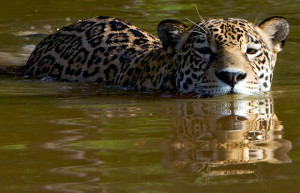 jaguar swimming photos