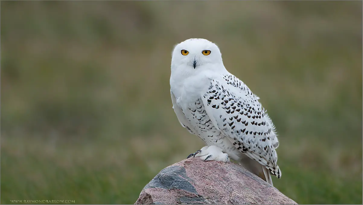 all about snowy owls