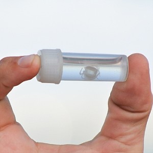Australian Irukandji jellyfish small jellyfish photo