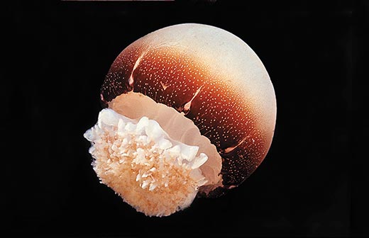 Cannonball Jellyfish photos