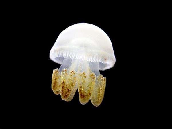 breede river jellyfish photos