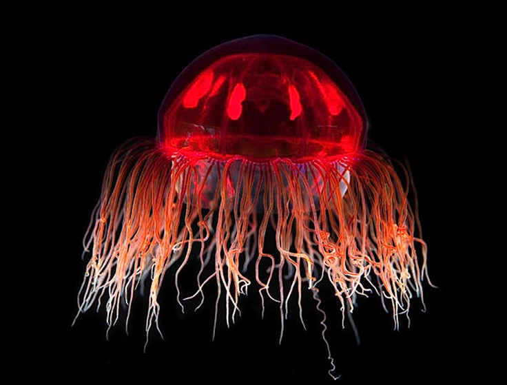 crossota sp jellyfish photos facts about jellyfish