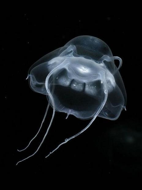 darth vader jellyfish photos facts for kids